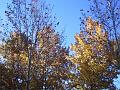 Autumn colours, University of New England IMGP8885